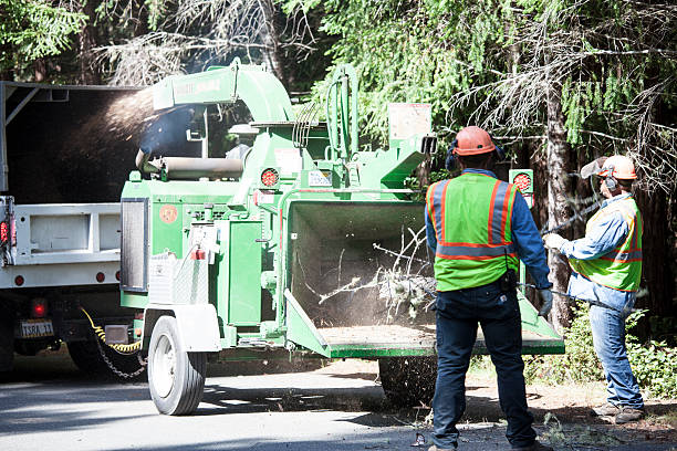 Professional Tree Services in Suamico, WI